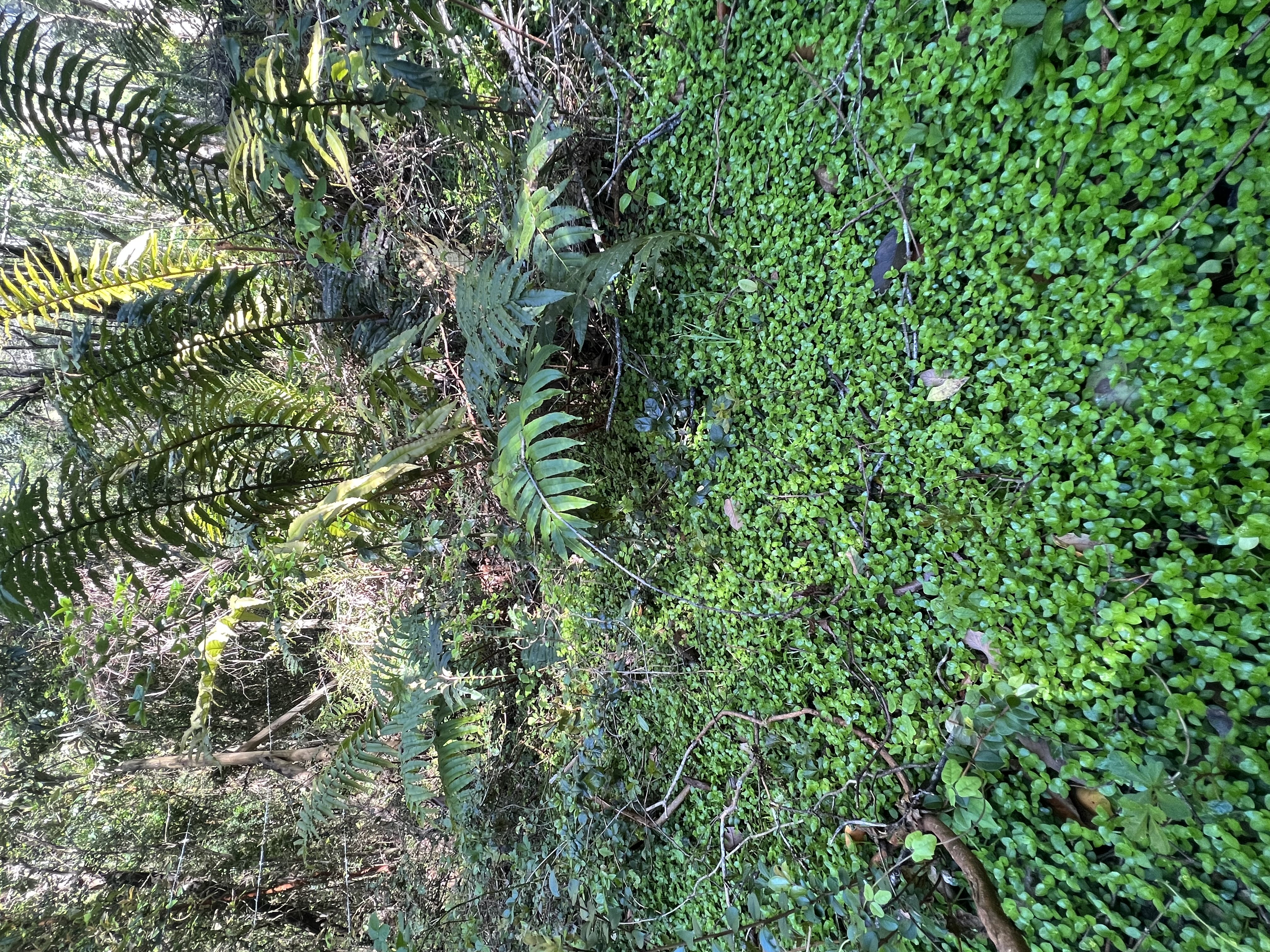 Venta / parcela vista Río Liucura