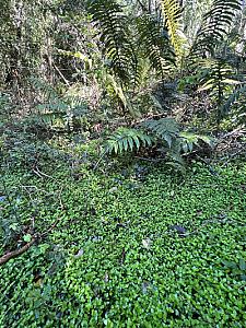 Venta / parcela vista Río Liucura