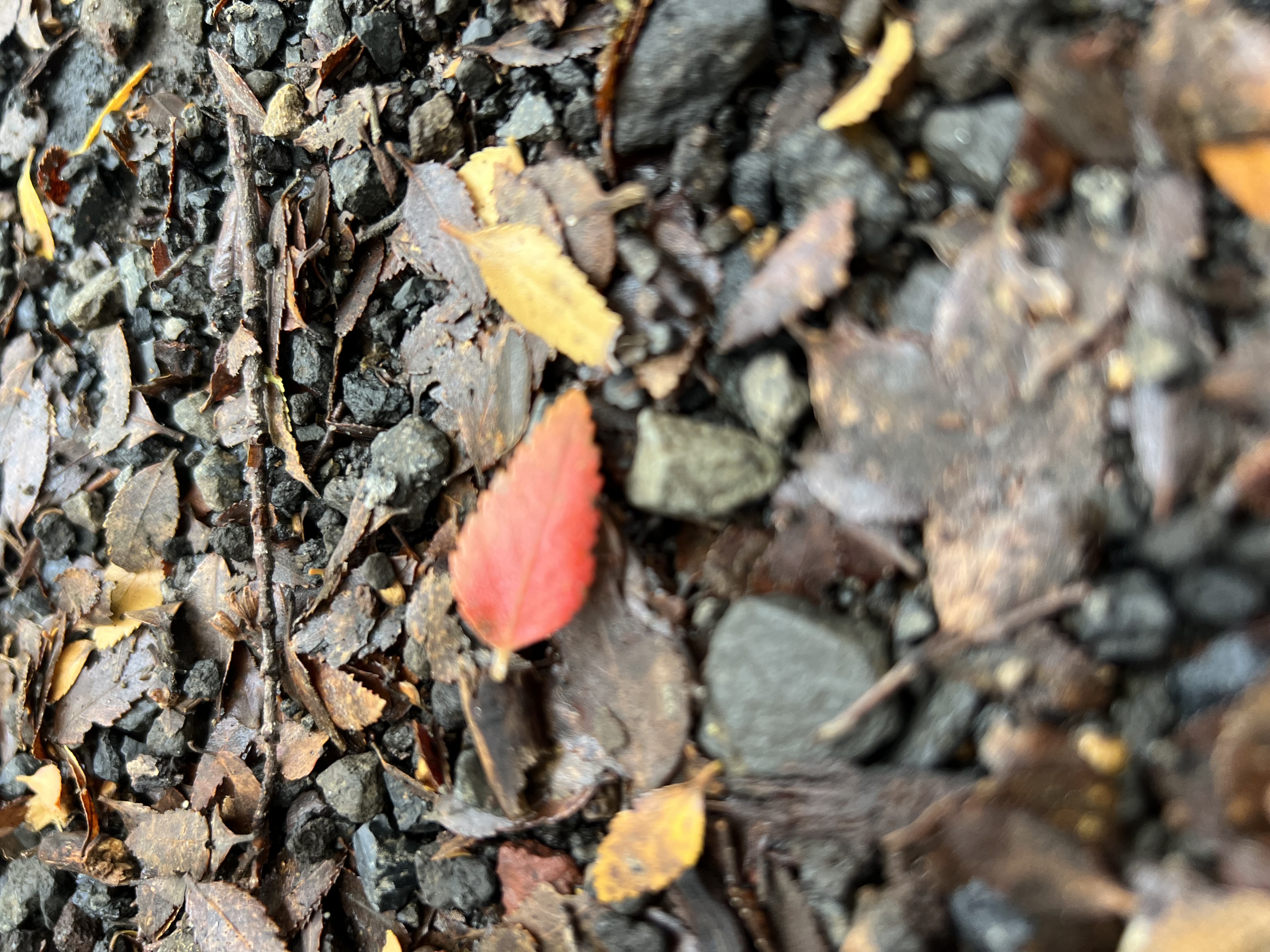 Parcelas / camino al volcán